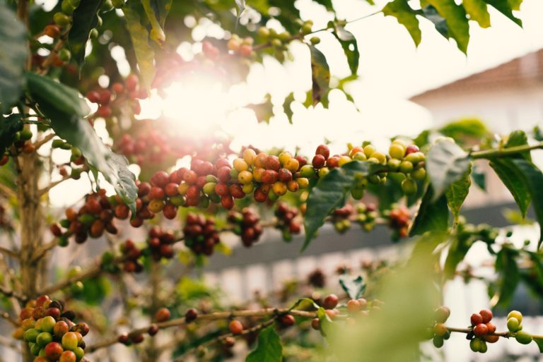 Kaffeepflanze mit Sonnestrahlen und Kaffeekirschen